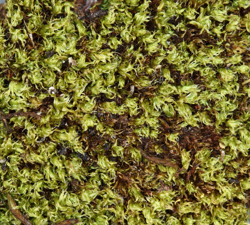 Bryum laevifilum
